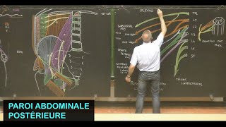 Anatomie de la paroi abdominale postérieure Parois de labdomen 5 [upl. by Brittani395]