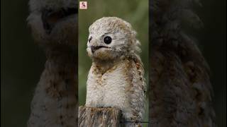 Potoo Bird  জঙ্গলের ভুতুড়ে পাখি। potoobird trendingshorts banglacontent viralvideo exoticbirds [upl. by Betthezul240]