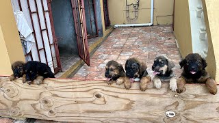 Rottweiler amp Bull Mastiff Mix Pups Last Few Days With Us [upl. by Cusick533]