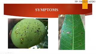 Mango diseases Bacterial Leaf Spot of Mango and Anthracnose [upl. by Moody]