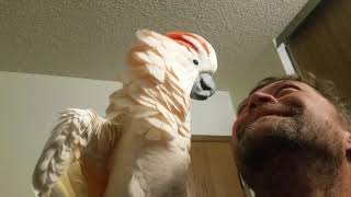 Cockatoo epic freakout warning fowl language [upl. by Ecnatsnok]