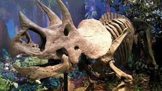 Ceratopsia Unraveling the Fascinating World of the Dinosaurs With Horns on their face [upl. by Imre]