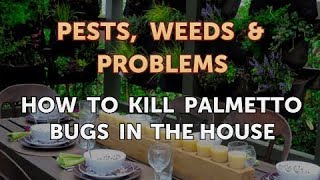 How to Kill Palmetto Bugs in the House [upl. by Walley]