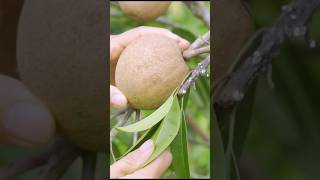 Harvesting Sapodilla fruit garden shortvideo [upl. by Teplica]