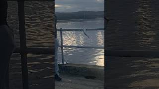 sea fishing Helensburgh Scotland for mackerel september 2024 [upl. by Janicki]