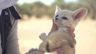 旅する鈴木360The desert Fox baby Morocco [upl. by Lolly168]