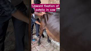 Upward fixation of patella in cow l dr Umar khan [upl. by Ellekcim]