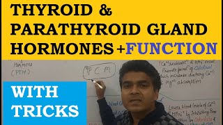 Thyroid Hormone Function  Thyroid Hormone Hindi  Parathyroid Hormone Function  Endocrine System [upl. by Sara-Ann]