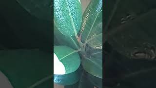 The ficus has a second bud What to do shorts nature ficusplant problem specialeffect colour [upl. by Eillib931]