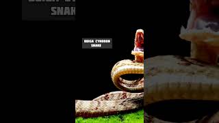 Boiga Cynodon Snake Poisonous snake [upl. by Norita849]