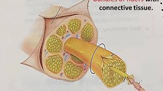 Nerve fiber and nerve [upl. by Atirys]