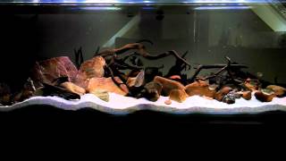 Central American Biotope Tank [upl. by Attiuqahs7]