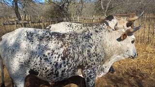 NGUNI CATTLE Distinguishing BULLS from the bull dust Zero Suppliments TT BALL NGUNI [upl. by Arammat]