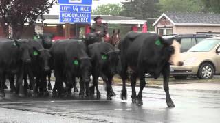 Cattle Drive kicks off Crooked River Roundup [upl. by Serrano957]