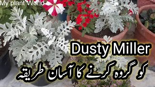 How to care dusty miller silver dust plant silver Paton Wala poda [upl. by Sancho]