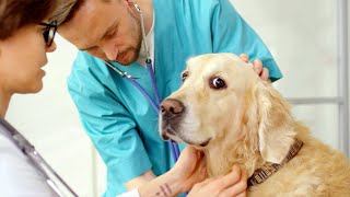 Treating Cushings Disease in Dogs [upl. by Cirdla947]