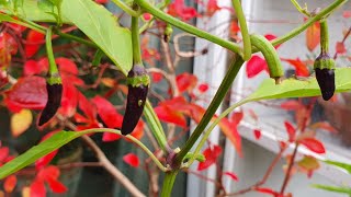 Prepping my Chilli Plants for Winter [upl. by Animrac]