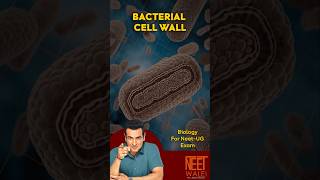 Bacterial cell wall  Structure and function of bacterial cell wall  class 11th  neet biology [upl. by Byrne]