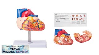 VEVOR Human Heart Model 2Part 11 Life Size Anatomically Accurate Numbered Anatomical Review [upl. by Jadda]