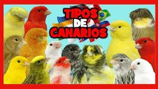 TIPOS de CANARIOS 🐤 RAZAS de CANARIOS 🌍 Canarios de Canto Canarios de Color y Canarios de Postura [upl. by Akcirahs610]