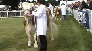 Simmental amp Hereford cattle Judging at Royal Highland Show [upl. by Aisanahta]