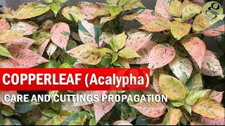 COPPERLEAF Plant Care  Acalypha wilkesiana  How to grow Khalifa Plant from Cuttings  in English [upl. by Lucilia]