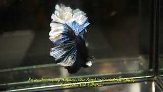 Review ikan cupang Halfmoon Blue Sapphire Rosetail Butterfly [upl. by Atikkin]