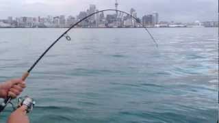 Snapper fishing  Waitemata Harbour [upl. by Aloysia]