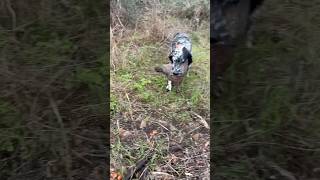 Setter et perdrix setter setters setteringlese caccia perdrix partridgehunting setterlife [upl. by Halvaard]