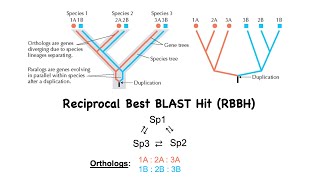 BLAST to find Orthologs [upl. by Kahlil]