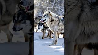 Unleashing the Power Up Close with Majestic Giant Wolves [upl. by Tricia]