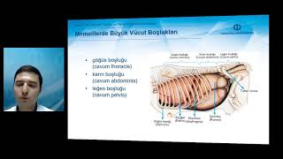 TEMEL VETERİNER ANATOMİ  Ünite 1 Özet [upl. by Hampton]