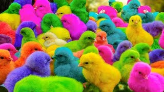 World Cute Chickens Colorful Chickens Rainbows Chickens Cute Ducks Cat RabbitsCute Animals🐤🐣 [upl. by Thompson]