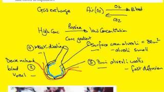246 Alveoli adaptations [upl. by Ulrich]