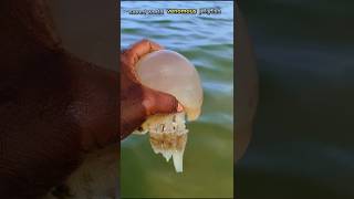 Saved jellyfish lofe sea jellyfish shorts trending viralvideos [upl. by Kersten14]