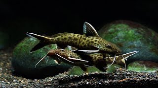 Synodontis Lucipinnis Breeding Panic Mode [upl. by Gabbie]