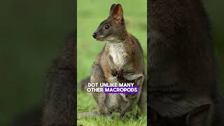 Meet the Padamelon The Cutest Marsupial Youve Never Heard Of shortsfactswildlifeanimals nature [upl. by Cesya]