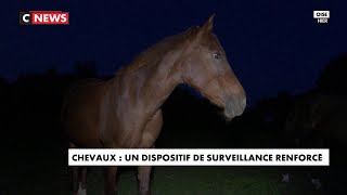 Chevaux mutilés  des éleveurs patrouillent [upl. by Nnuahs]