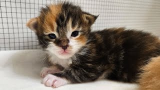 2 Weeks Old Maine Coon Kittens [upl. by Inami]