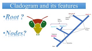 Miller Harley Cladogram and its features Lesson 7 English version [upl. by Naegem461]