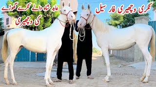 Nukri Wacheri For Sale  White Female Horse  Horse In Punjab [upl. by Arlo]