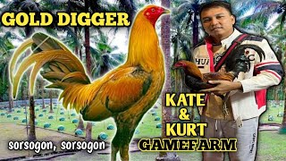 KATE amp KURT GAMEFARM  GOLD DIGGER  BIG FARM amp QUALITY GAMEFOWL IN THE PHILIPPINES [upl. by Nosduh]