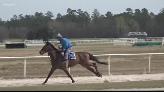 Getting ready for the Carolina Cup this weekend [upl. by Ahseinar]