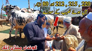 Naseeb K Sody Qurbani K Janwar Gondal Mandi Attock Update 24 April 2024  Bakra Eid [upl. by Florine]