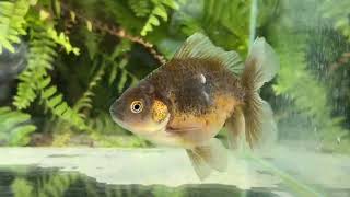 16139 Kirin Rosetail Oranda [upl. by Elleivap]