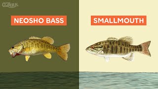 Differences between Neosho Bass amp Smallmouth Bass [upl. by Kubiak]