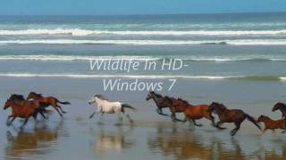 Wildlife In HD Windows 7 Sample Video [upl. by Peterec]