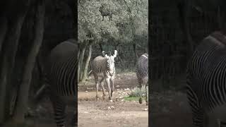 CRI du ZEBRE🦓 ZOO de MONTPELLIER [upl. by Fuhrman]