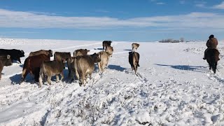 Compilation of working our Braunvieh cattle on a winters day relaxing video [upl. by Syhr]