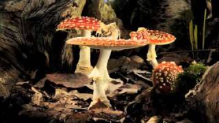 Fly Agaric toadstool growing timelapse [upl. by Grimbly306]